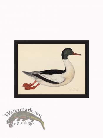 Rudbeck CFA_BF 22 GOOSANDER